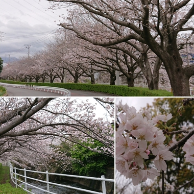 4月のヨガの日程 4月のヨガの日程
