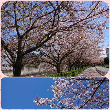長泉町・桜堤のすぐ近くがヨガ教室でした(;^_^A 長泉町・桜堤のすぐ近くがヨガ教室でした(;^_^A