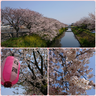 バイパスの原の桜並木、ヨガのあとランチ バイパスの原の桜並木、ヨガのあとランチ