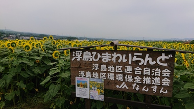 沼津市のひまわり畑 沼津市のひまわり畑