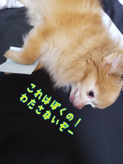 【無料公開】宮坂メソッド#5〜テストで10点取れなかった私が家庭学習だけでトップ校に合格した勉強法〜 【無料公開】宮坂メソッド#5〜テストで10点取れなかった私が家庭学習だけでトップ校に合格した勉強法〜