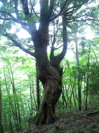 愛鷹山のブナと天然杉の巨木