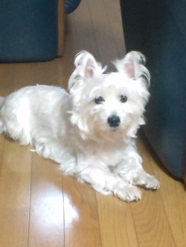 おはようございます~今日のバニラ♪