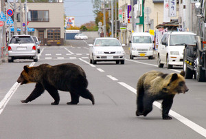 おはようございます~熊出没注意