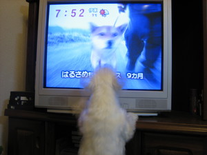 今日のワンコ♪