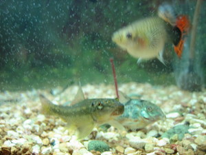 熱帯魚 見ながら。。。。。。。。。。。。。。。。。