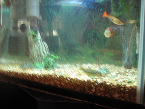 熱帯魚 見ながら。。。。。。。。。。。。。。。。。