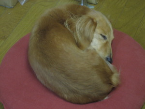 お休みなさ~い。(ー。-)