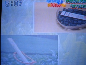 ゆみっぺさんテレビ登場♪