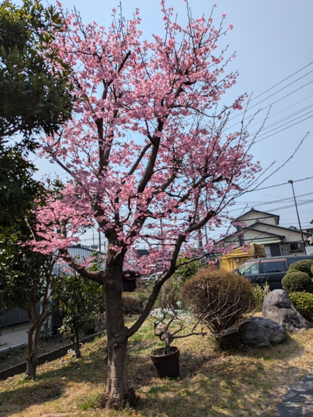 きょう(3/27)は「さくらの日」です。お店の桜も満開で~す!!本日は「スーパーしんや様」(中野交差点)で出店します。 きょう(3/27)は「さくらの日」です。お店の桜も満開で~す!!本日は「スーパーしんや様」(中野交差点)で出店します。