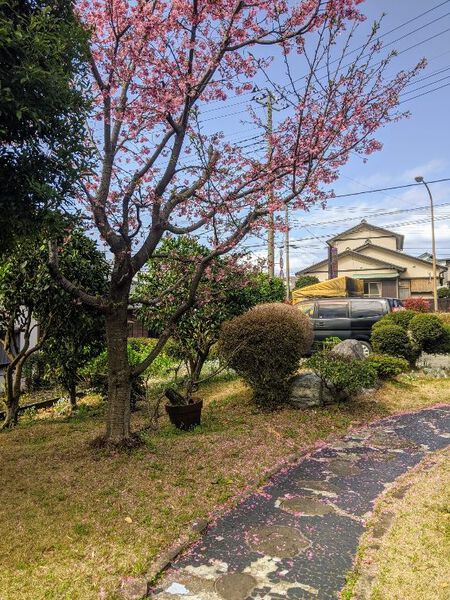 <今週の営業予定>(3/27~4/2)です。 きょう(3/27)は「さくらの日」です。三冠王桜散り始めました~!! <今週の営業予定>(3/27~4/2)です。 きょう(3/27)は「さくらの日」です。三冠王桜散り始めました~!!