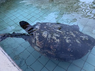 「海・海…&山」快晴の二日間はわくわく感いっぱい... 「海・海…&山」快晴の二日間はわくわく感いっぱい...