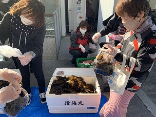 ワカメつかみ取りです!(鍋田産獲りたてワカメ) ワカメつかみ取りです!(鍋田産獲りたてワカメ)