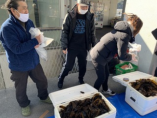 ワカメつかみ取りです!(鍋田産獲りたてワカメ) ワカメつかみ取りです!(鍋田産獲りたてワカメ)