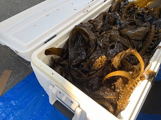 ワカメつかみ取りです!(鍋田産獲りたてワカメ) ワカメつかみ取りです!(鍋田産獲りたてワカメ)