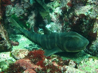 ◇ 年末年始のイベント ＜下田海中水族館＞ ◇