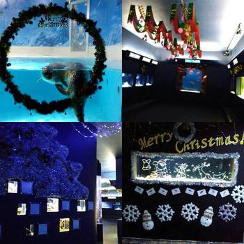 下田海中水族館ではクリスマス展が開催されています！～12/25(日)まで