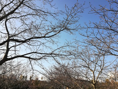 白浜桜の里が始まりました。