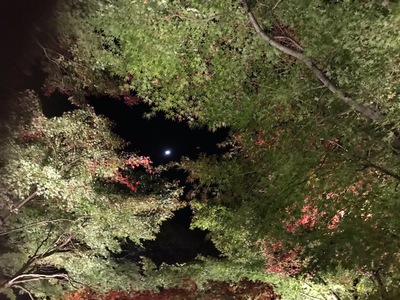 半月が綺麗な夜でした 半月が綺麗な夜でした