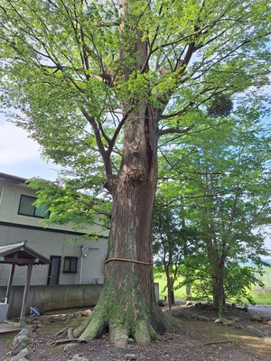 2025/5/18 近所サイクリング 神明神社と妙蔵寺など 2025/5/18 近所サイクリング 神明神社と妙蔵寺など