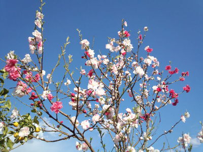 花桃ミックス。 花桃ミックス。
