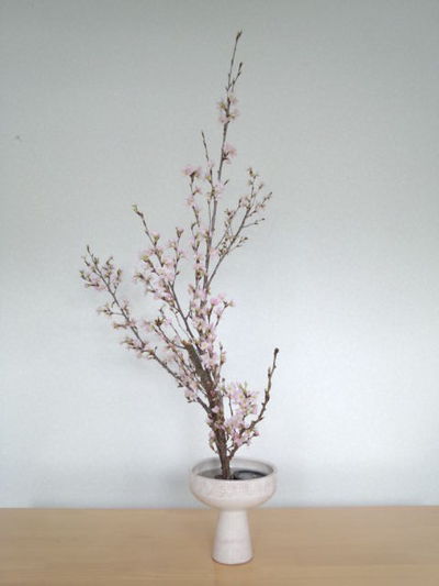桜を活ける。 桜を活ける。