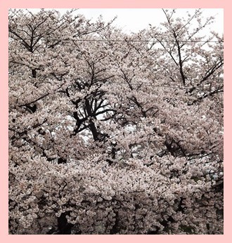 我家の窓越し桜 ★ 120%満開 我家の窓越し桜 ★ 120%満開