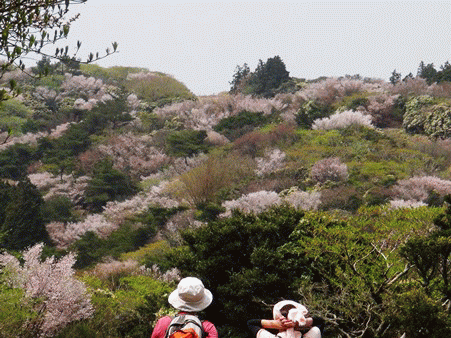 満開のマメザクラ ★ 賑わう金冠山 満開のマメザクラ ★ 賑わう金冠山