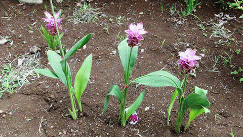 クルクマの花★庭園に追加 クルクマの花★庭園に追加