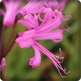 ダイヤモンドリリー★庭に元気よく開花 ダイヤモンドリリー★庭に元気よく開花
