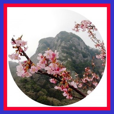 城山さくら観賞記 ★ 満開まであと少し ✿❀❀