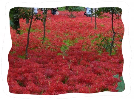 曼珠沙華のお花畑 ✿ 埼玉県日高市の巾着田を観賞しました