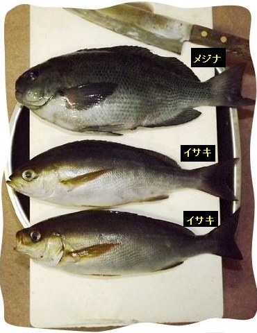いただいたメジナとイサキ 近所の釣り名人★いつも頂いています★