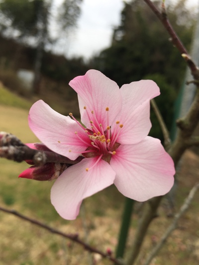 あーもんどの花開花です あーもんどの花開花です