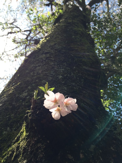 末広カントリークラブの桜 末広カントリークラブの桜