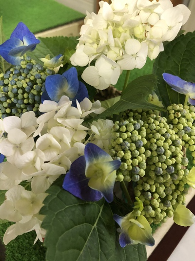 紫陽花の季節 紫陽花の季節