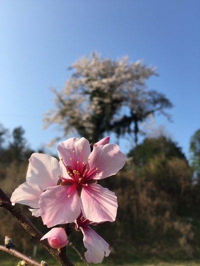 お花見ゴルフ お花見ゴルフ