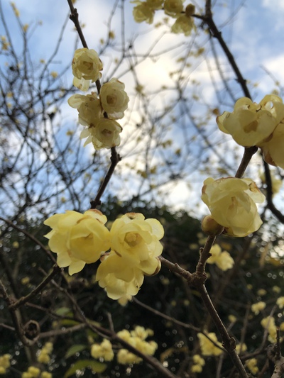 蝋梅の香り 蝋梅の香り