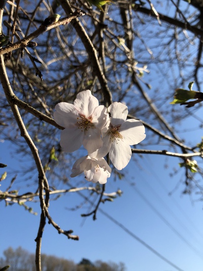 桜 桜
