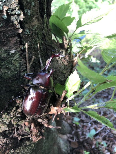 今季初カブト虫 今季初カブト虫