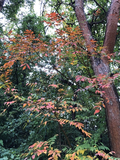 末広の紅葉 末広の紅葉