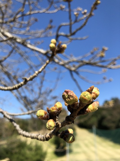 末広の桜 末広の桜