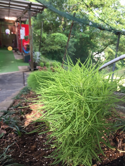 季節の草花植えてます 季節の草花植えてます