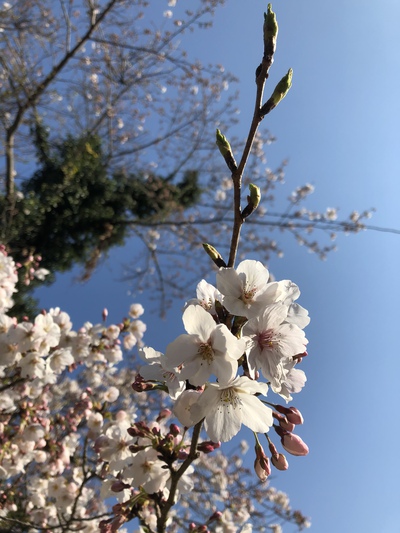 お花見ゴルフ お花見ゴルフ