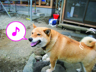 上棟式で、今年度2度目の投げ餅をやりました! 上棟式で、今年度2度目の投げ餅をやりました!