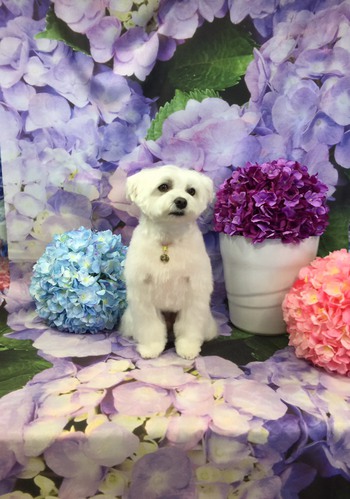【日常】愛犬の日常 【日常】愛犬の日常