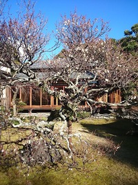 隆泉苑庭園の梅がほころびました