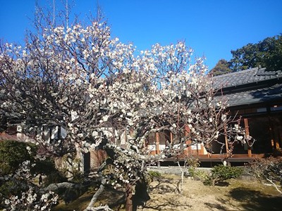 隆泉苑の梅が満開を迎えています