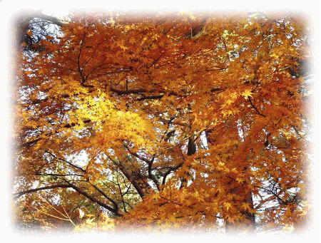 修善寺自然公園★まだ楽しめた紅葉★