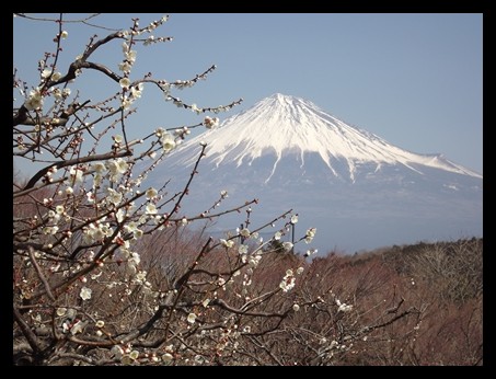 岩本山からの富士山 絶景富士&梅満開★岩本山(富士市)